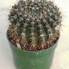 Notocactus_submammulosis